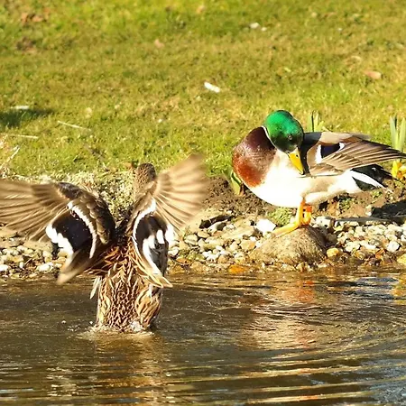 Harzer Feriengarten 4 Sterne Holiday park