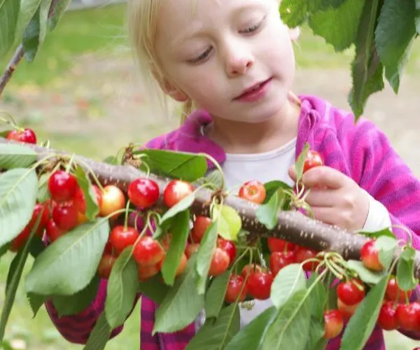 Harzer Feriengarten 4 Sterne 巴特苏德罗德