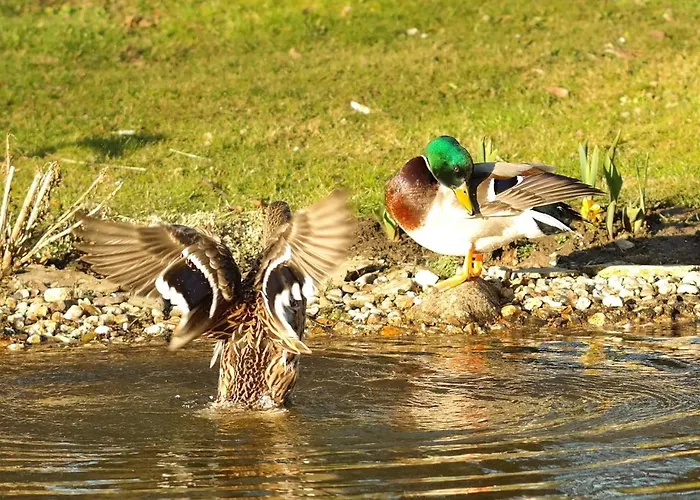 Harzer Feriengarten 4 Sterne 假日公园